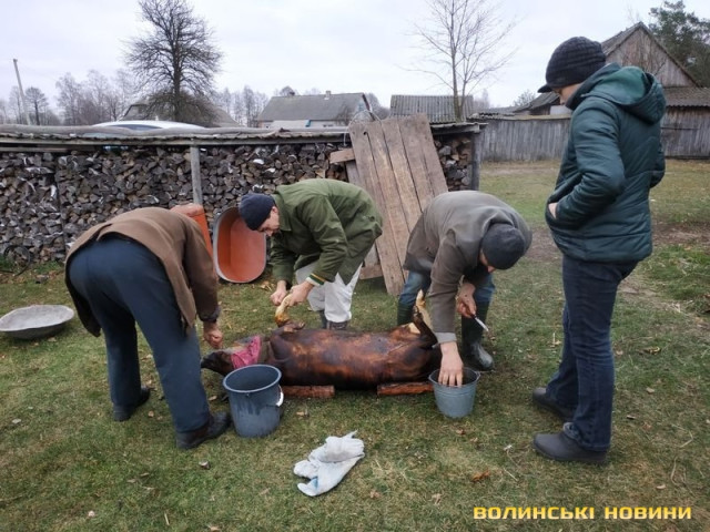 Колярів свиней здавна шанували у селах